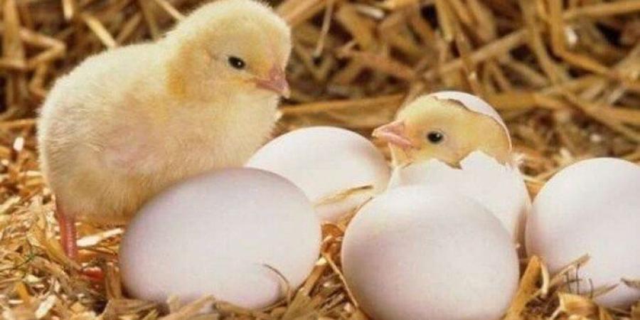 الساسو بكام؟.. أسعار الكتاكيت اليوم الأحد 6 يوليو 2025 - بلس 48