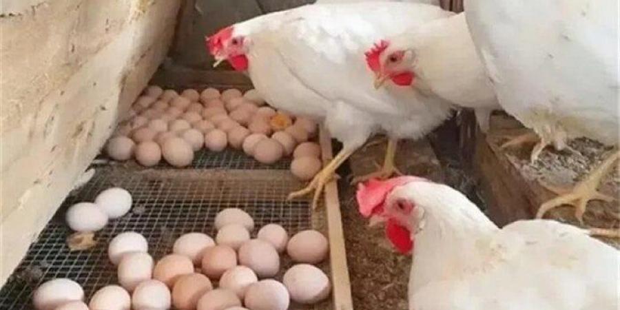 كيلو الفراخ البيضا بكام النهارده؟.. أسعار الدواجن والبيض اليوم الخميس 10 يوليو 2025 - بلس 48